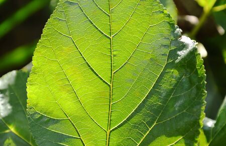 mulberry leaf on morning sunlight in gardenの写真素材