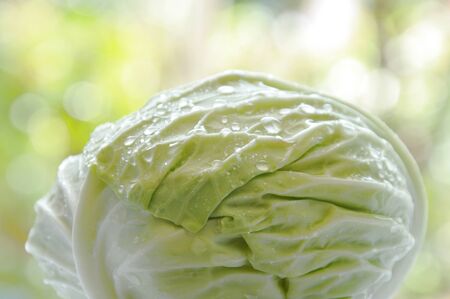 Cabbage with drop of water in garden backgroundの写真素材