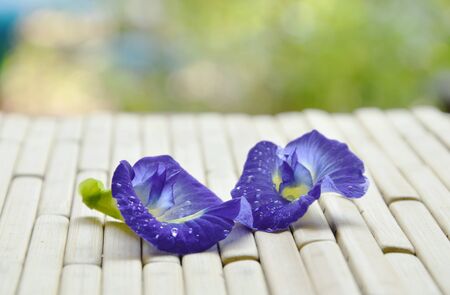 butterfly pea tropical flower with drop of water on bamboo matの写真素材