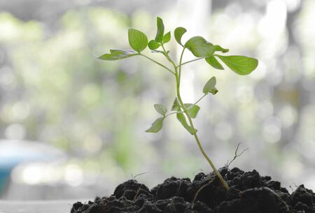 litter plant growth in dirt on gardenの写真素材