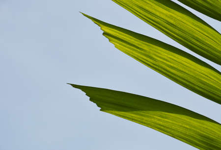 galangal leaf on sky background in morning