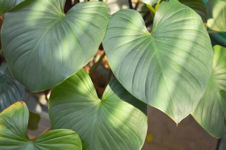 Card well lily or northern Christmas lily leaves with sunlight spreading background and textureの写真素材