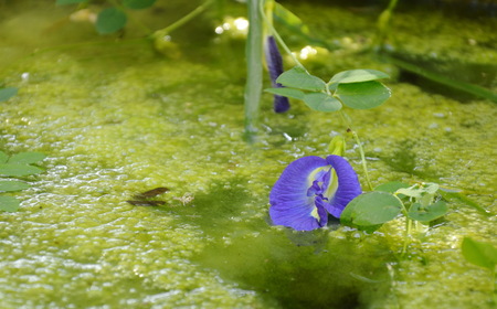 butterfly pea hanging from branch on poll in gardenの写真素材