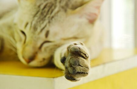 paw of gray cat sleeping on wooden cupboard