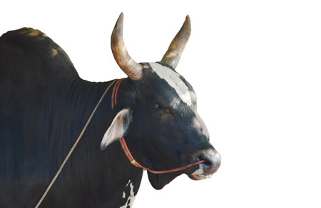 black male Brahman cattle on white backgroundの写真素材