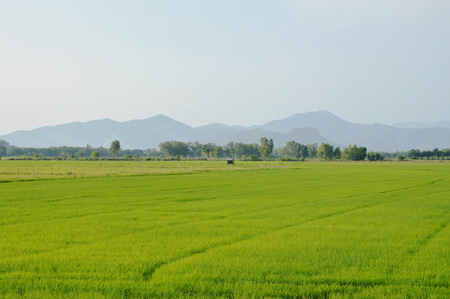 paddy field and mountain background in Thailand countryside