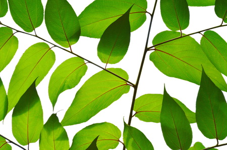 green leaf on branch texture in white backgroundの写真素材