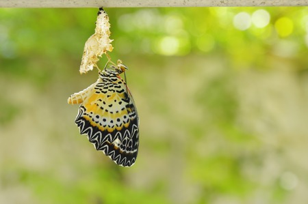 butterfly metamorphosis from cocoon and prepare to flying on aluminum clothes line in gardenの写真素材