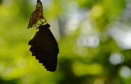 silhouette butterfly metamorphosis from cocoon and prepare to flying on aluminum clothes line in gardenの写真素材