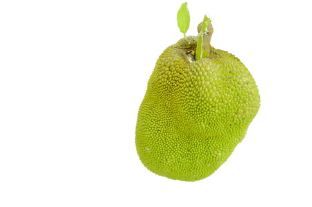 jack fruit tropical fruit on white background