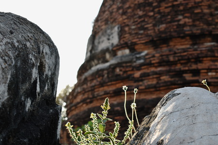 grass flower growing on rock in ancient Buddhist temple Thailandの写真素材
