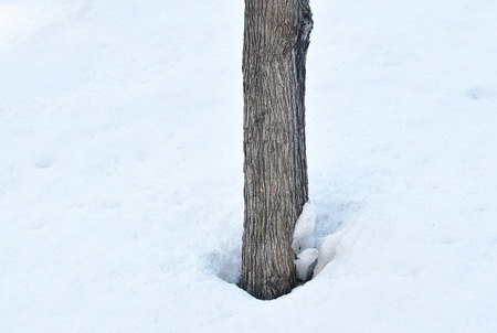 tree trunk on snowfield in winter dayの写真素材