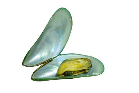 steamed mussel opened shell on white backgroundの写真素材