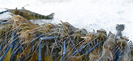 river shrimp frozen on ice for cooking at restaurant in Thailandの写真素材