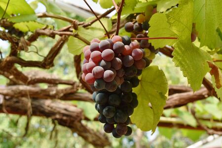 red grape growth on branch in farm