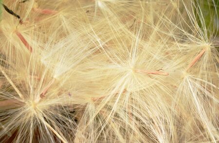 desert rose tropical flower spores flowing from wind blow in garden