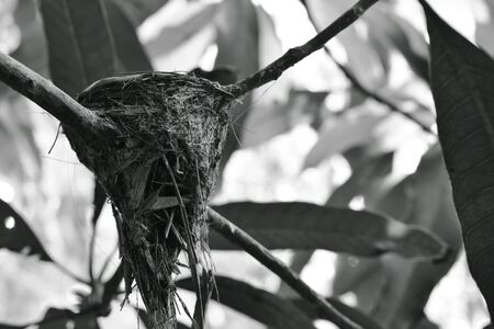 abandoned bird nest after baby gone under mango treeの写真素材