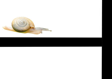 snail crawler slowly on black line to finished in white backgroundの写真素材