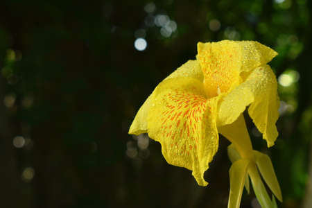 Canna lily tropical flower with drop of water in garden