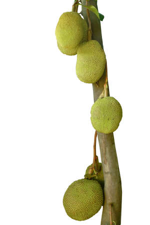 jackfruit growing hanging from branch on tree in white background