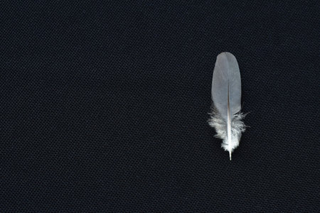 gray bird feather on black fabric backgroundの写真素材