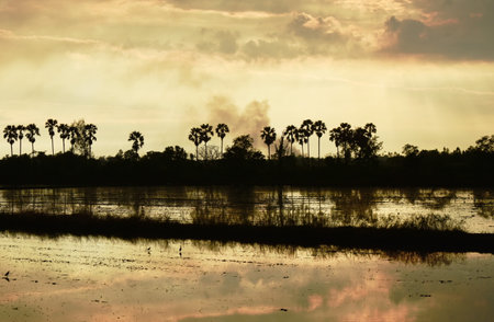 silhouette sugar palm tree on sunset sky in paddy fieldの写真素材