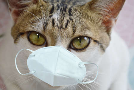 cat wearing hygienic mask for protection nose and mouth