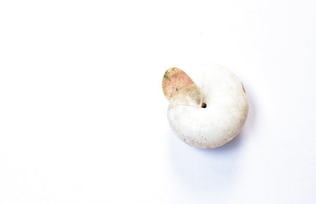 snail shell after death on white backgroundの写真素材