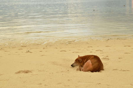 domestic dog sleeping on beach  at  Lipe island travel location in Thailandの写真素材