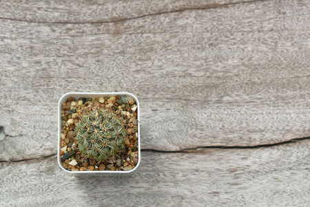 golden barrel cactus in plastic flowerpot on wooden tableの写真素材