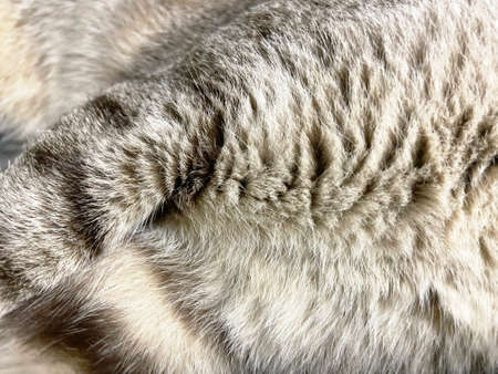 close up of gray cat fur texture and backgroundの写真素材