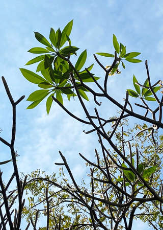 Plumeria or temple tree white flower blooming in gardenの写真素材