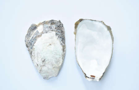 oyster shell marine life arranging on white background