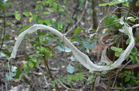 snake slough skin on tree in backyard garden