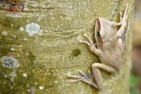tree frog climbing on trunk in gardenの写真素材
