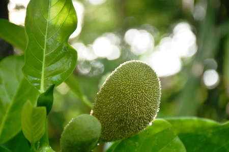 jack fruit growing hanging from branch on tree in farm