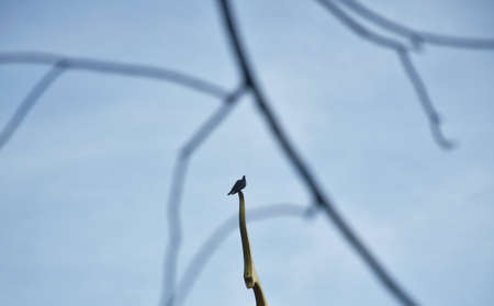 pigeon hanging on golden gable apex in Buddhist temple with blur branch foregroundの写真素材