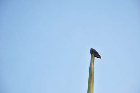 dove bird hanging on golden gable apex in Buddhist temple with sky backgroundの写真素材