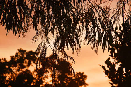 silhouette acacia tree leaf hanging on branch on sunset in gardenの写真素材