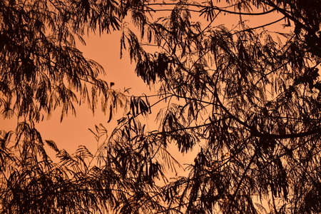 silhouette acacia tree leaf hanging on branch in rainny day on orange sunset sky