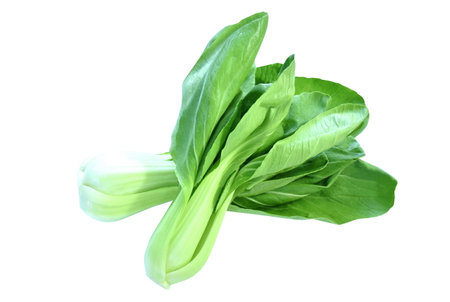 fresh green Chinese cabbage vegetable salad with drop of water arranging on white backgroundの写真素材