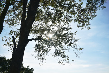 landscape of tree in sunset on mountain at Thailandの写真素材