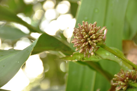 cape of good hope or Dracaena flower blooming on branch in gardenの写真素材