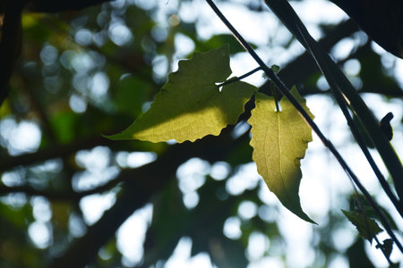 <p>leaf hanging from branch with sunlight in forest</p>