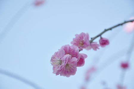 plum flower blossom blooming from branch in the park on Japanの写真素材