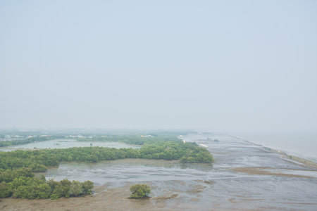 mangrove forest for protection beach in Thailand