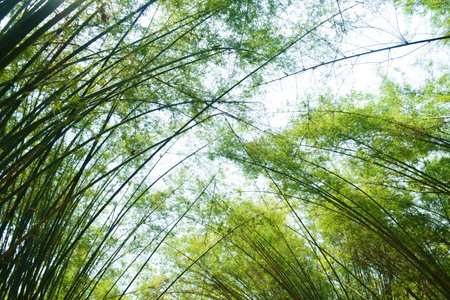 bamboo tree tunnel at Wat Chulabhorn Wanaram travel location in Thailandの写真素材