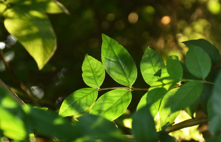 leaf of wild water plum changed color in sunset on garden