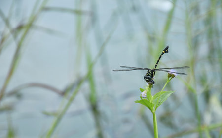 black dragonfly hanging on flower in garden beside river of Klong Klang water reservoirの写真素材
