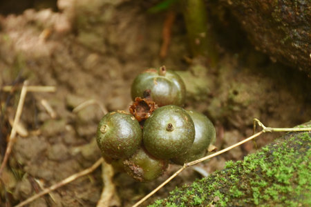 Amomum koenigii tropical herbaceous plant grow in forest at Chet Kod waterfall on Thailandの写真素材
